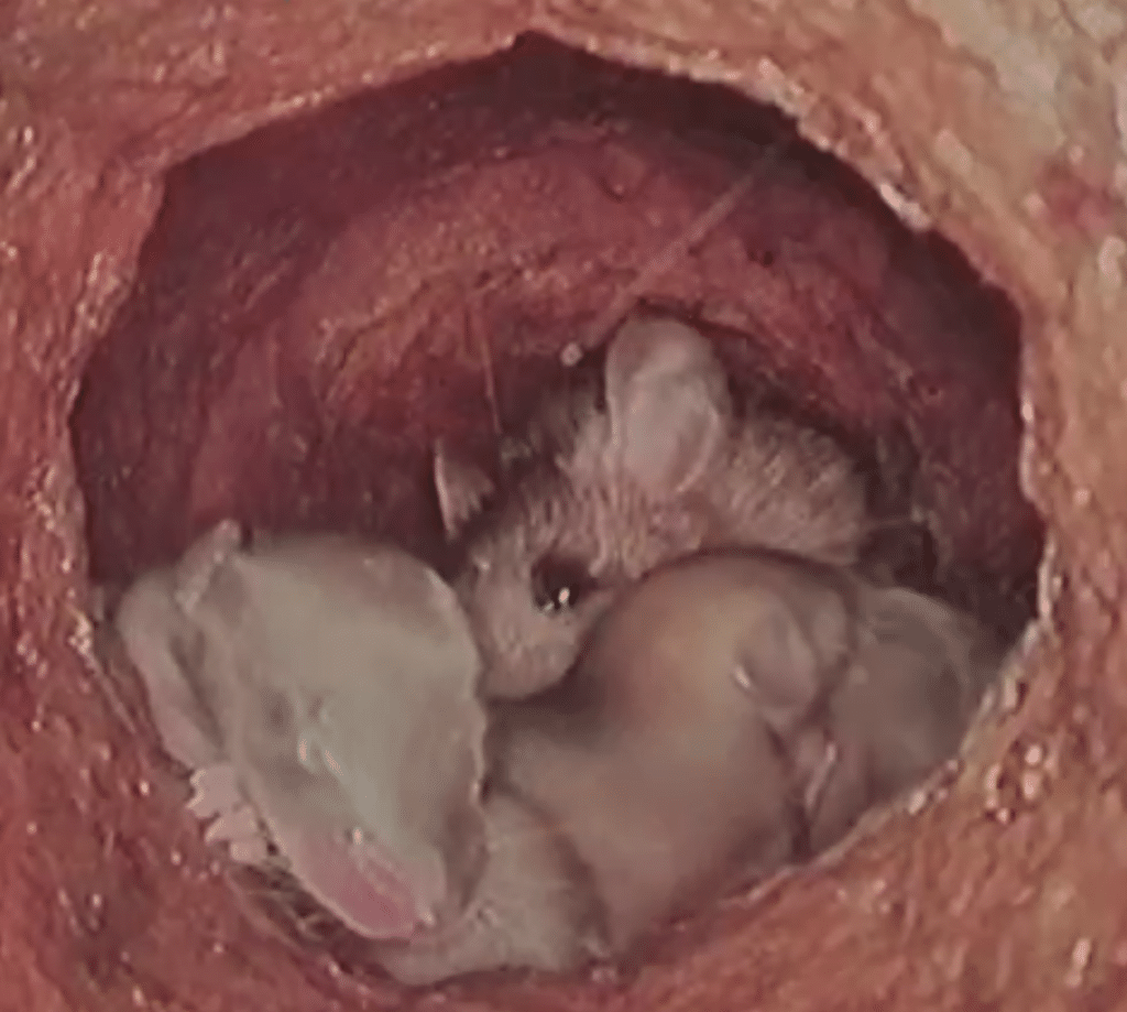 Rats in pipe